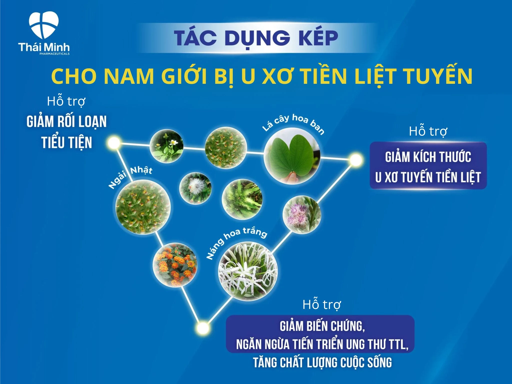 Thành phần fix.webp